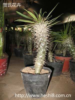 点击图片查看内容