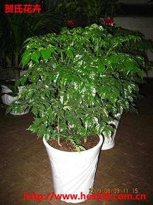 点击图片查看内容