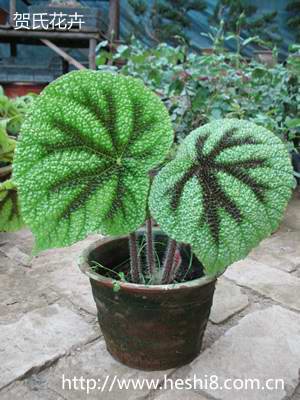 点击图片查看内容