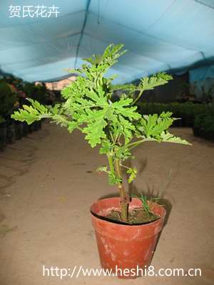 点击图片查看内容