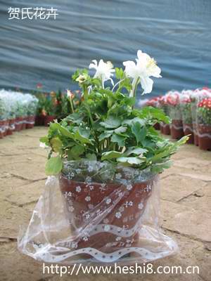 点击图片查看内容