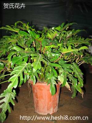 ���ͼƬ�鿴����