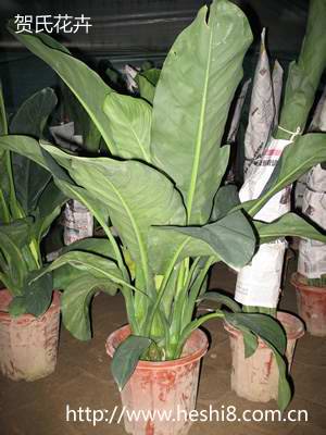 ���ͼƬ�鿴����