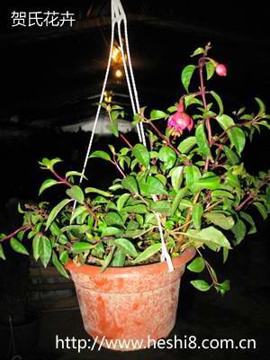 ���ͼƬ�鿴����