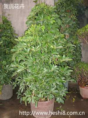 ���ͼƬ�鿴����