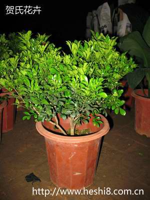 ���ͼƬ�鿴����