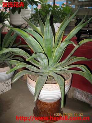 ���ͼƬ�鿴����