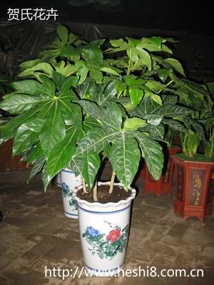 ���ͼƬ�鿴����