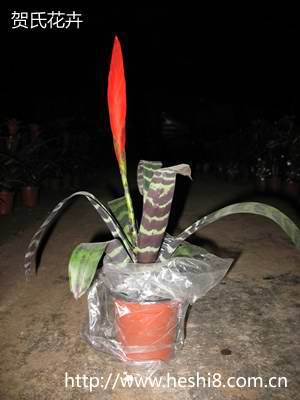 ���ͼƬ�鿴����