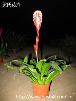 ���ͼƬ�鿴����