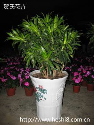 ���ͼƬ�鿴����