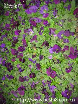 ���ͼƬ�鿴����