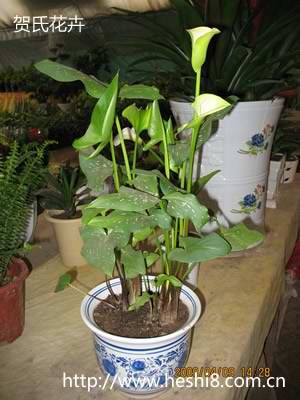 点击图片查看内容