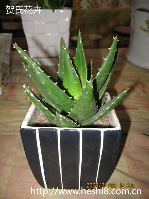 点击图片查看内容