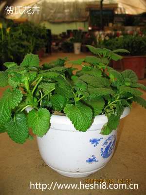 点击图片查看内容