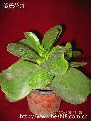 点击图片查看内容