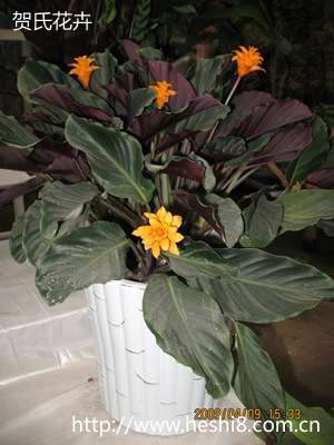 点击图片查看内容