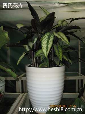 点击图片查看内容