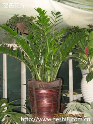 点击图片查看内容