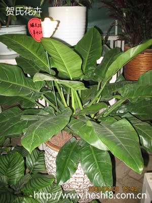 点击图片查看内容