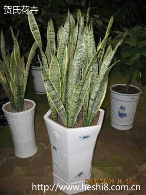 ���ͼƬ�鿴����