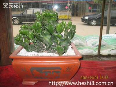 ���ͼƬ�鿴����