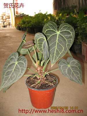 ���ͼƬ�鿴����