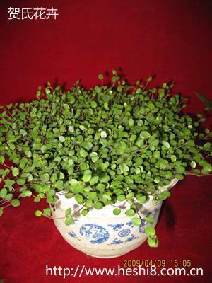 ���ͼƬ�鿴����