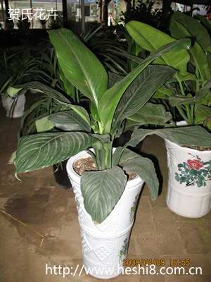 ���ͼƬ�鿴����