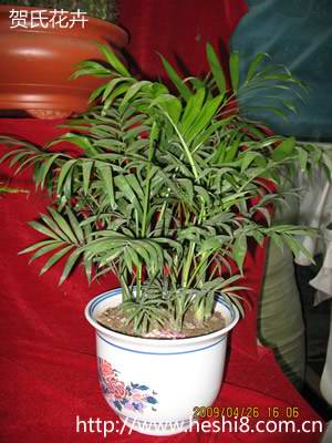 ���ͼƬ�鿴����