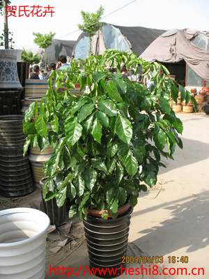 ���ͼƬ�鿴����