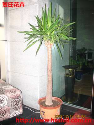 ���ͼƬ�鿴����