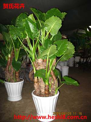 ���ͼƬ�鿴����