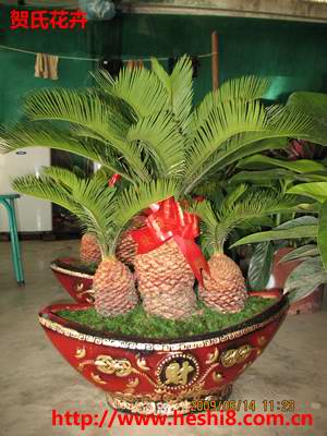 ���ͼƬ�鿴����