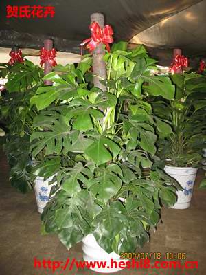 ���ͼƬ�鿴����