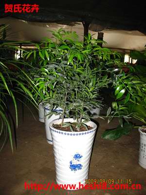 点击图片查看内容