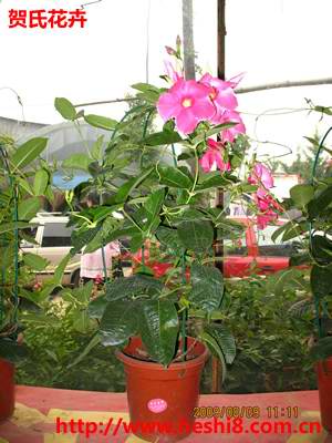 点击图片查看内容