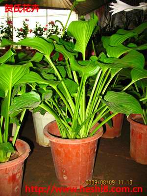 点击图片查看内容