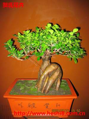 点击图片查看内容