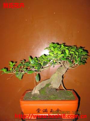 点击图片查看内容