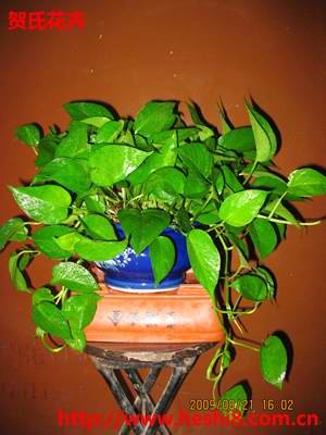 点击图片查看内容