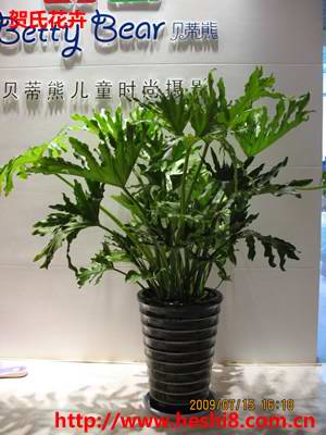 点击图片查看内容