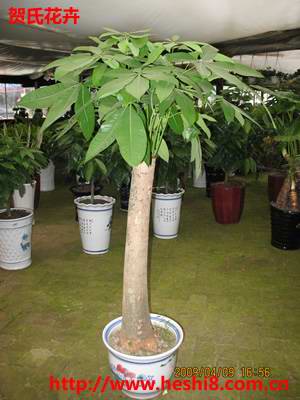 ���ͼƬ�鿴����