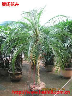 ���ͼƬ�鿴����