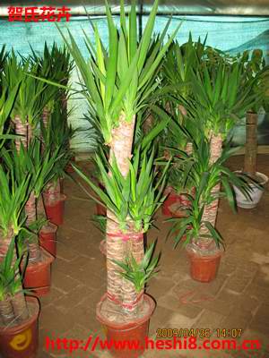 ���ͼƬ�鿴����