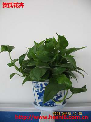 ���ͼƬ�鿴����