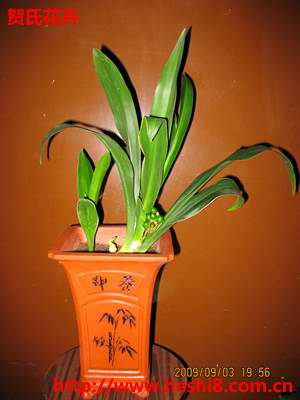 ���ͼƬ�鿴����