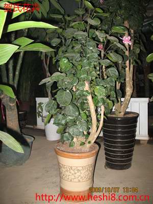 ���ͼƬ�鿴����