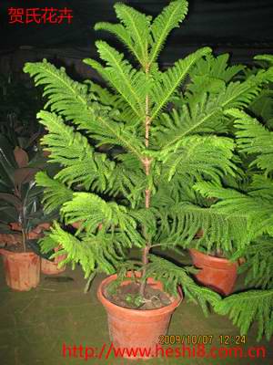 ���ͼƬ�鿴����