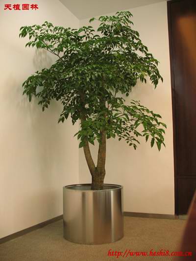 ���ͼƬ�鿴����